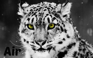 white-bubimandril-leopard-wallpbaper-66687.jpg