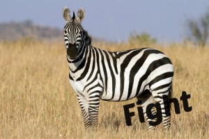 zebra-wolfs.jpg